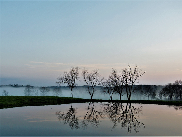 FOGGY MORNING TREE REFLECTION UPON WATER