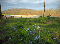 CURRENT RIVER AND BLUE BELLS SCENIC