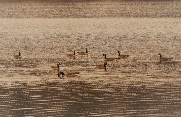 Canadian Geese during Heavy rain