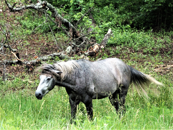 wild horse peck ranch carter county 06132021