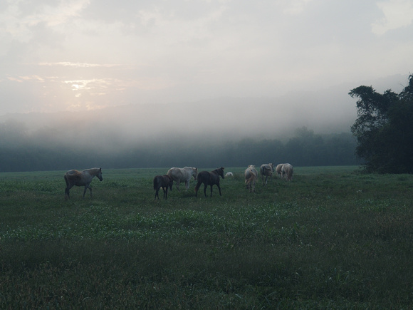 Sunrise over wild horses Shannon co ALA
