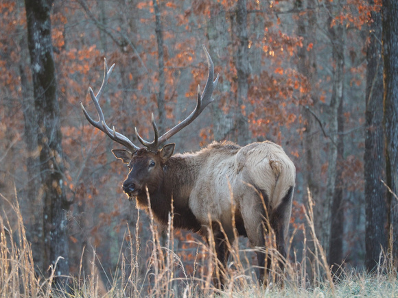 Elk Peck Ranch Carter Co Mo ALA