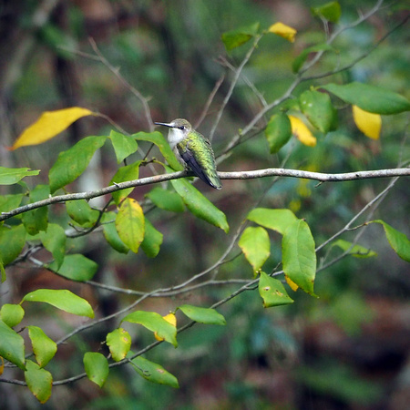 Female Ruby Throated hunningbird